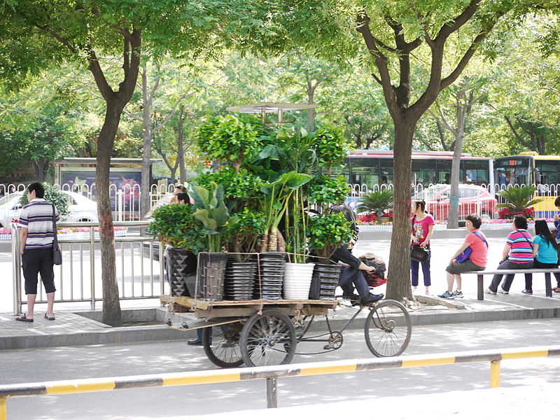 A gardener delivering plants on a bike at Beijing