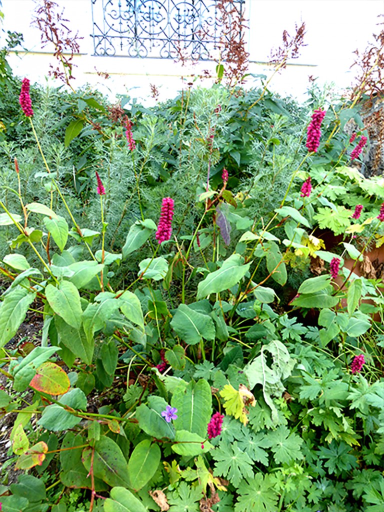 plantes-vivaces-renouees-jardiniers-paysagiste-maisonslaffitte-jardiniers-a-velo-parisbd